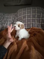 Peaches, a female Maltipoo for sale in Saint Johns, MI – Photo 3 of 8