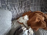 Peaches, a female Maltipoo for sale in Saint Johns, MI – Photo 6 of 8