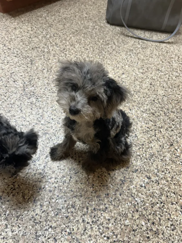 Mocha – Maltipoo puppy for sale in Saint Johns, MI