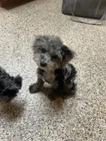 Mocha, a male Maltipoo for sale in Saint Johns, MI – 1 of 3