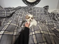 Pork Chop, a male Maltipoo for sale in Saint Johns, MI – 5 of 10