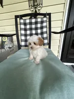 Lamb Chop, a female Maltipoo for sale in Saint Johns, MI – 3 of 10