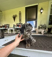 Merle Female, a female Maltipoo for sale in Saint Johns, MI – 7 of 9