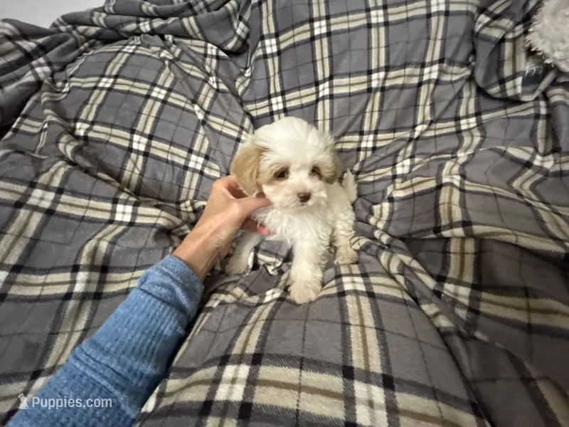 Lamb Chop – Maltipoo puppy for sale in Saint Johns, MI