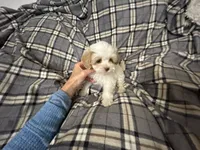 Lamb Chop, a female Maltipoo for sale in Saint Johns, MI – 1 of 10