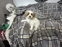 Pork Chop, a male Maltipoo for sale in Saint Johns, MI – 4 of 10