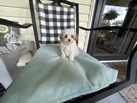 Lamb Chop, a female Maltipoo for sale in Saint Johns, MI – 10 of 10