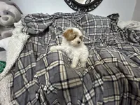 Pork Chop, a male Maltipoo for sale in Saint Johns, MI – 10 of 10