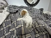 Pork Chop, a male Maltipoo for sale in Saint Johns, MI – 9 of 10