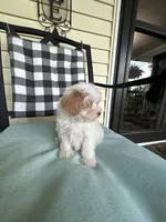 Lamb Chop, a female Maltipoo for sale in Saint Johns, MI – 8 of 10