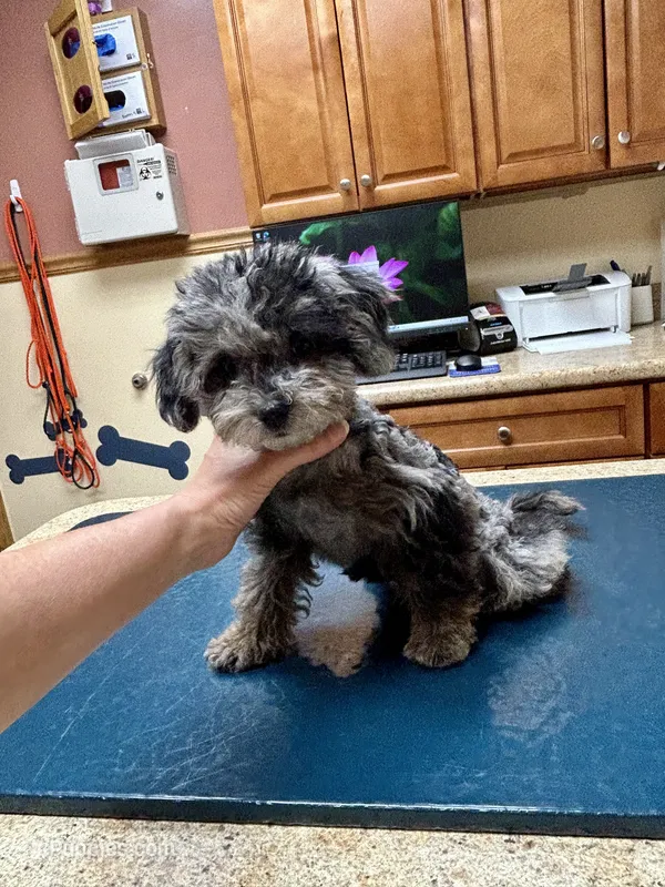 Merle Female – Maltipoo puppy for sale in Saint Johns, MI