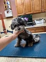 Merle Female, a female Maltipoo for sale in Saint Johns, MI – 4 of 9