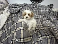 Pork Chop, a male Maltipoo for sale in Saint Johns, MI – 1 of 10
