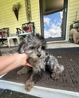Merle Female, a female Maltipoo for sale in Saint Johns, MI – 6 of 9