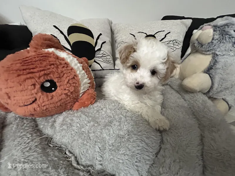 Romeo – Maltipoo puppy for sale in Saint Johns, MI