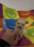 Valentino, a male Maltipoo for sale in Saint Johns, MI – Photo 1 of 8