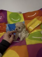 Valentino, a male Maltipoo for sale in Saint Johns, MI – Photo 7 of 8