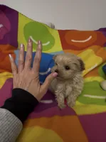 Valentino, a male Maltipoo for sale in Saint Johns, MI – Photo 3 of 8