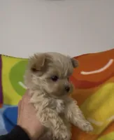 Valentino, a male Maltipoo for sale in Saint Johns, MI – Photo 2 of 8