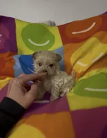 Valentino, a male Maltipoo for sale in Saint Johns, MI – Photo 6 of 8