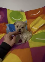 Valentino, a male Maltipoo for sale in Saint Johns, MI – Photo 5 of 8