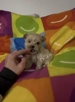 Valentino, a male Maltipoo for sale in Saint Johns, MI – Photo 4 of 8