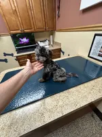 Merle Female, a female Maltipoo for sale in Saint Johns, MI – 2 of 9