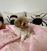 Valentine, a female Maltipoo for sale in Saint Johns, MI – Photo 7 of 10