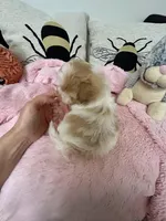 Valentine, a female Maltipoo for sale in Saint Johns, MI – Photo 1 of 10