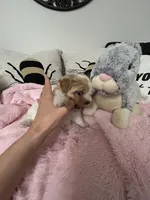 Valentine, a female Maltipoo for sale in Saint Johns, MI – Photo 3 of 10