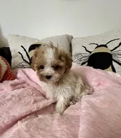 Valentine, a female Maltipoo for sale in Saint Johns, MI – Photo 8 of 10