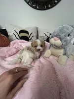 Valentine, a female Maltipoo for sale in Saint Johns, MI – Photo 4 of 10