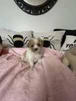 Valentine, a female Maltipoo for sale in Saint Johns, MI – Photo 2 of 10