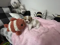 Valentine, a female Maltipoo for sale in Saint Johns, MI – Photo 6 of 10