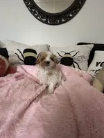 Valentine, a female Maltipoo for sale in Saint Johns, MI – Photo 10 of 10