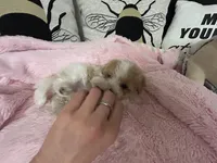 Valentine, a female Maltipoo for sale in Saint Johns, MI – Photo 5 of 10