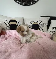 Valentine, a female Maltipoo for sale in Saint Johns, MI – Photo 9 of 10