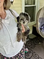 Merle Female, a female Maltipoo for sale in Saint Johns, MI – 9 of 9