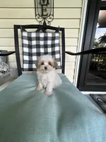 Lamb Chop, a female Maltipoo for sale in Saint Johns, MI – 2 of 10