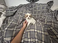 Pork Chop, a male Maltipoo for sale in Saint Johns, MI – 6 of 10