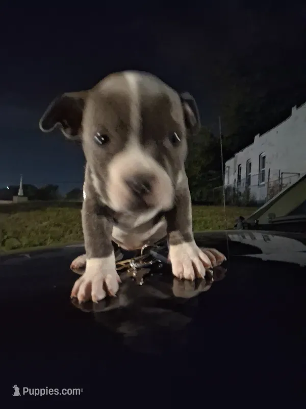 Molly – American Bully puppy for sale in Florissant, MO