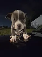 Molly, a female American Bully for sale in Florissant, MO – 1 of 1