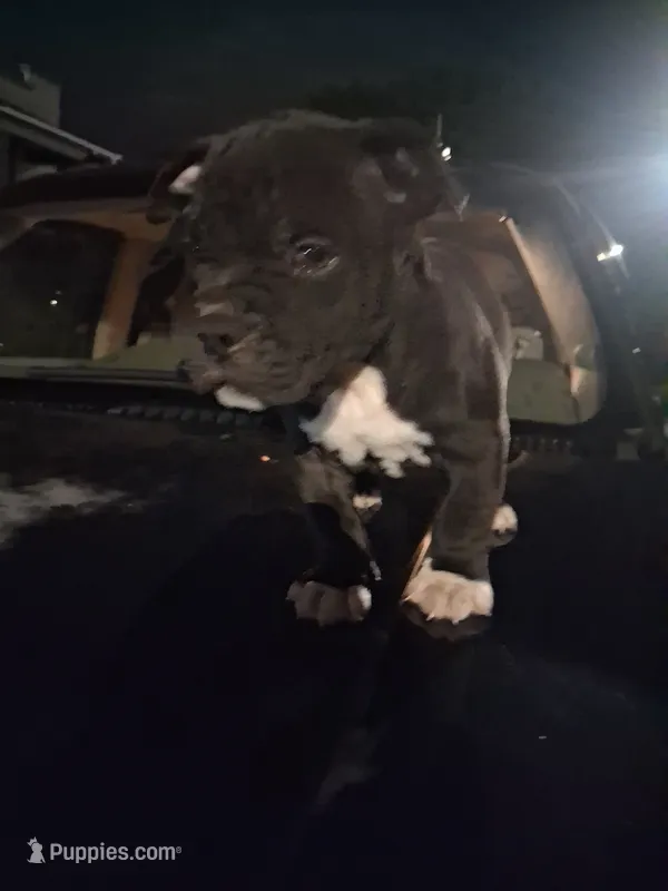 Sylvester – American Bully puppy for sale in Florissant, MO