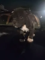 Sylvester, a male American Bully for sale in Florissant, MO – 1 of 1