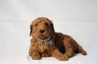 PEARL FEMALE, a female Goldendoodle for sale in Orlando, FL – Photo 2 of 2