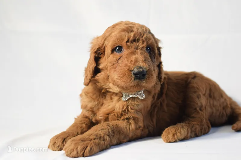 PEARL FEMALE, a female Goldendoodle for sale in Orlando, FL – Photo 1 of 2