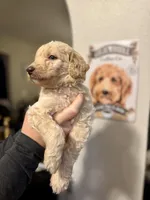 SKY, a male Goldendoodle for sale in Orlando, FL – Photo 4 of 7