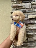 SKY, a male Goldendoodle for sale in Orlando, FL – Photo 2 of 7