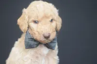 SKY, a male Goldendoodle for sale in Orlando, FL – Photo 3 of 7