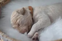 SKY, a male Goldendoodle for sale in Orlando, FL – Photo 6 of 7